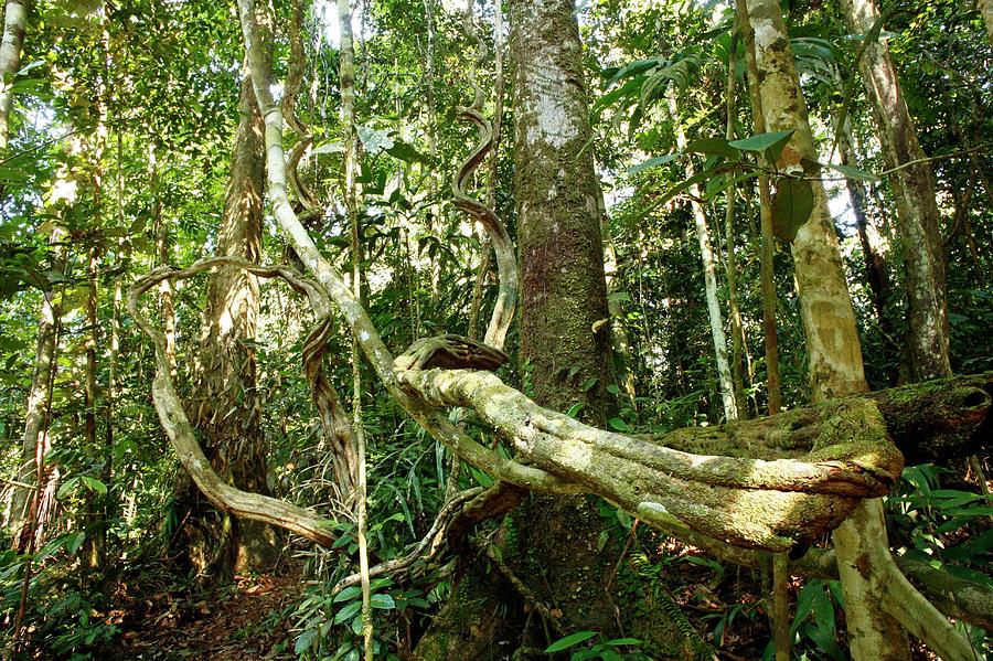 Rainforest Undergrowth #2 Photograph by Dr Morley Read/science Photo Library