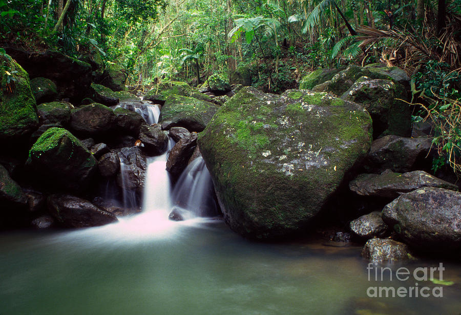 Rainforest Waterfall #2 Photograph by Thomas R Fletcher