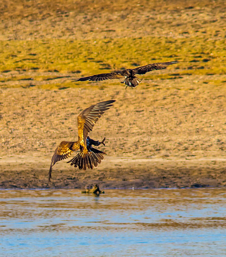 Sunset Photograph - 2 Raptors fighting by Brian Williamson