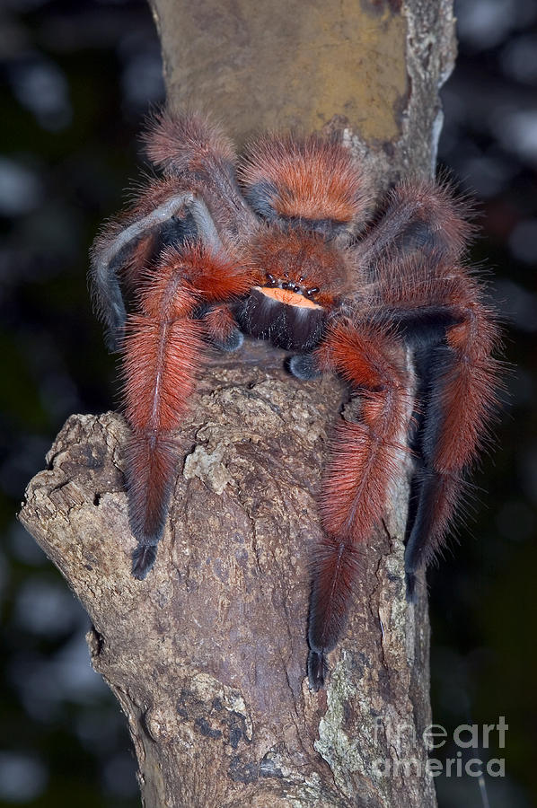 Rare Spider From Madagascar #2 Photograph by Greg Dimijian