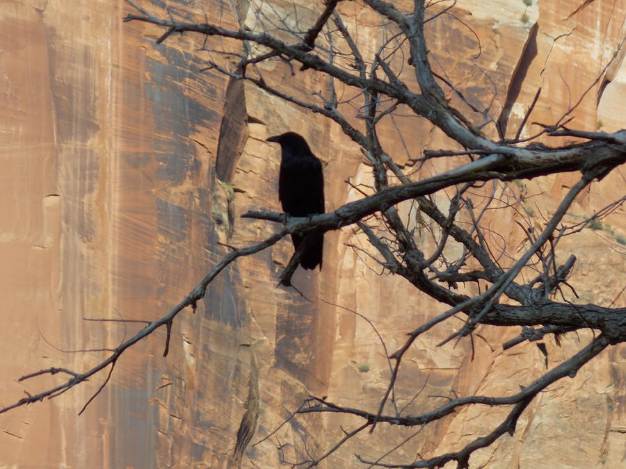 Raven on a Dead Tree Photograph by Jens Larsen