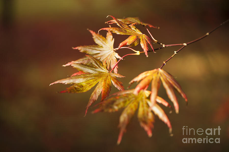 Fall Photograph - Reaching For The Sun by Anne Gilbert