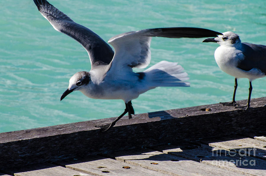 Ready For Take Off #2 Photograph by Judy Wolinsky