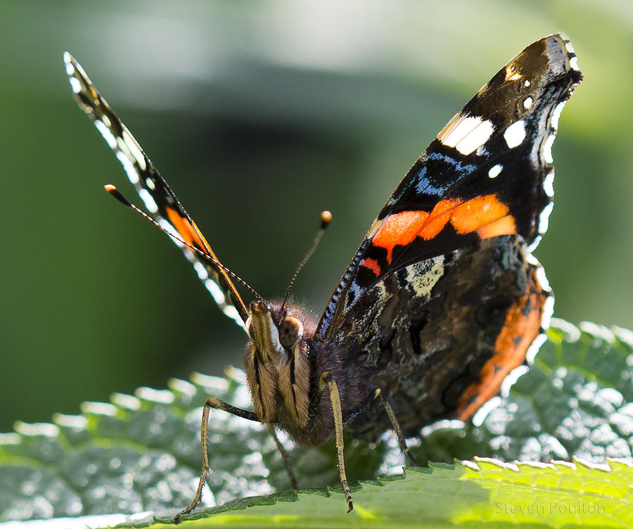 Red Admiral #1 Photograph by Steven Poulton
