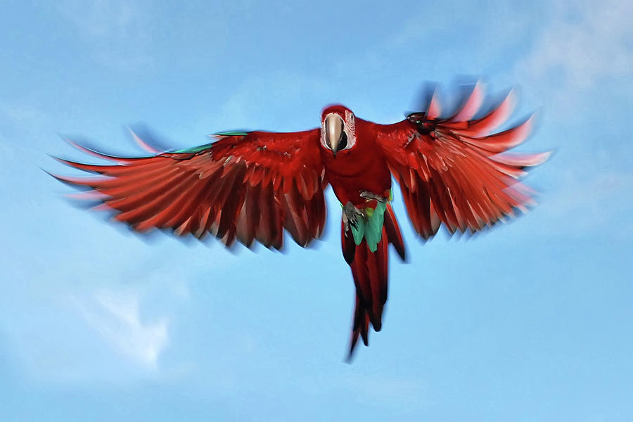 Animal Photograph - Red-and-green Macaw Ara Chloropterus #2 by Leonardo Meron
