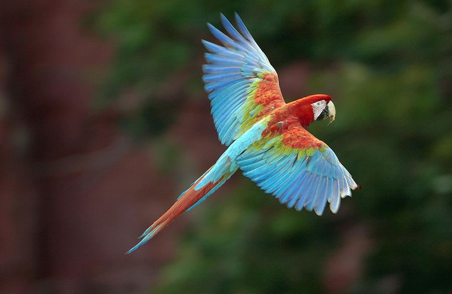 skrige hoppe vagabond Red And Green Macaw Flying Brazil Photograph by Pete Oxford - Fine Art  America