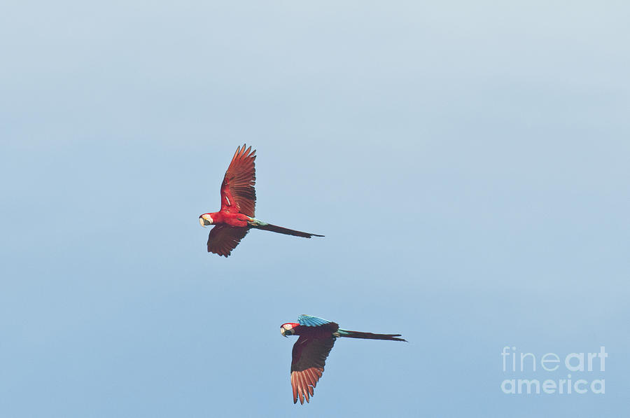 Red-and-green Macaws #2 Photograph by William H. Mullins