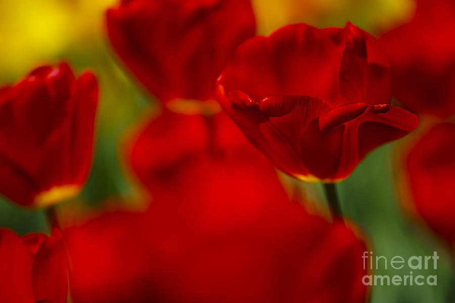 Tulip Photograph - Red and Yellow Tulips #2 by Nailia Schwarz