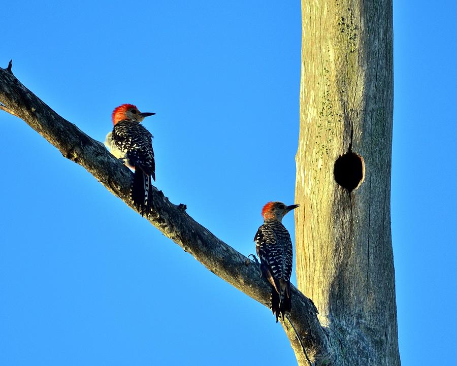 Nature Photograph - Red bellied Woodpecker  #2 by Diana Berkofsky