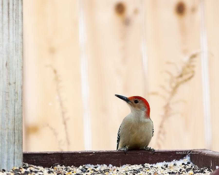 Red-bellied Woodpecker Feeding #2 Photograph by Ed Peterson