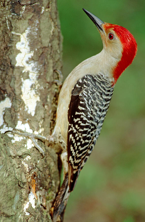 Red Bellied Woodpecker #2 Photograph by Millard H. Sharp