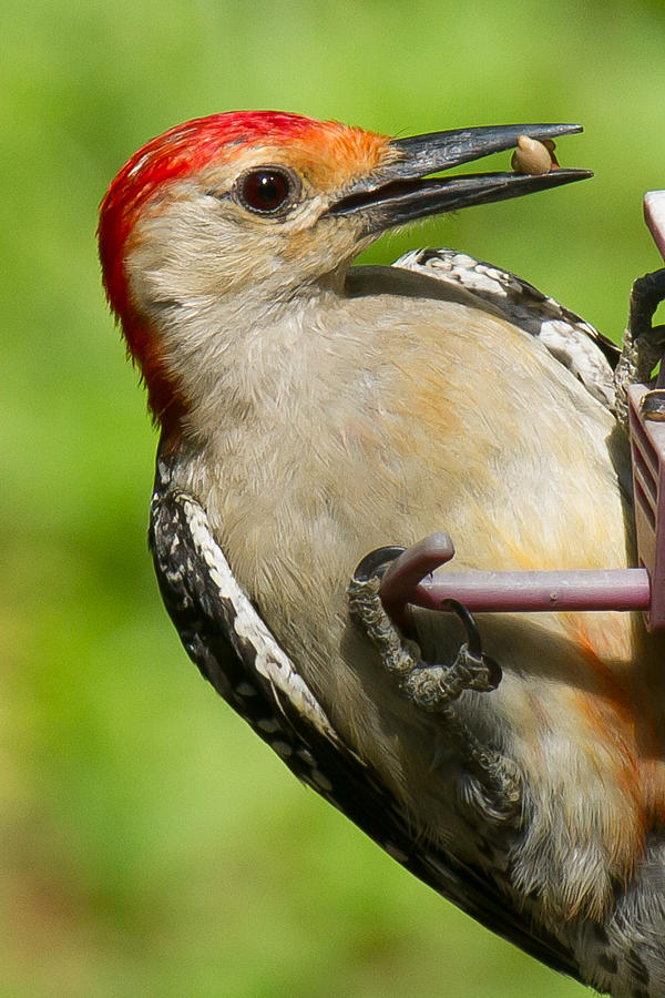 Red Bellied Woodpecker #2 Photograph by Robert L Jackson