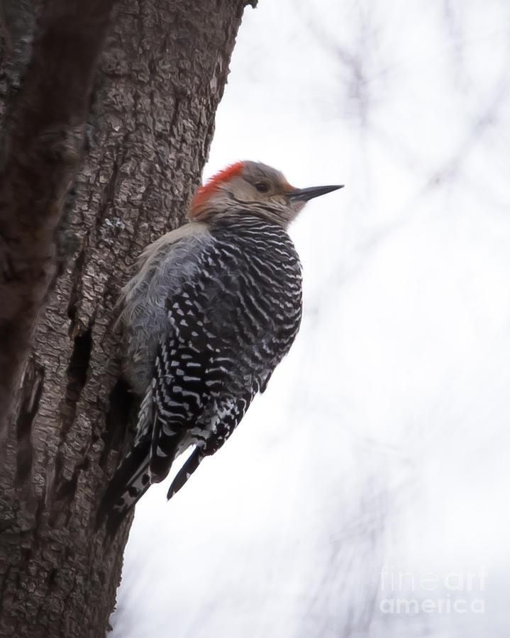 Red-bellied Woodpecker #2 Photograph by Ronald Grogan