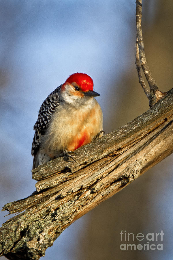 Red-bellied Woodpecker Photograph by Ronald Lutz