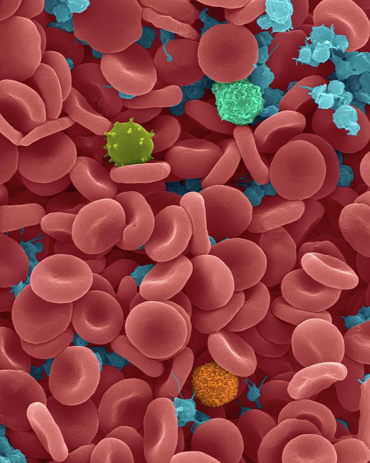Red Blood Cells composition of blood