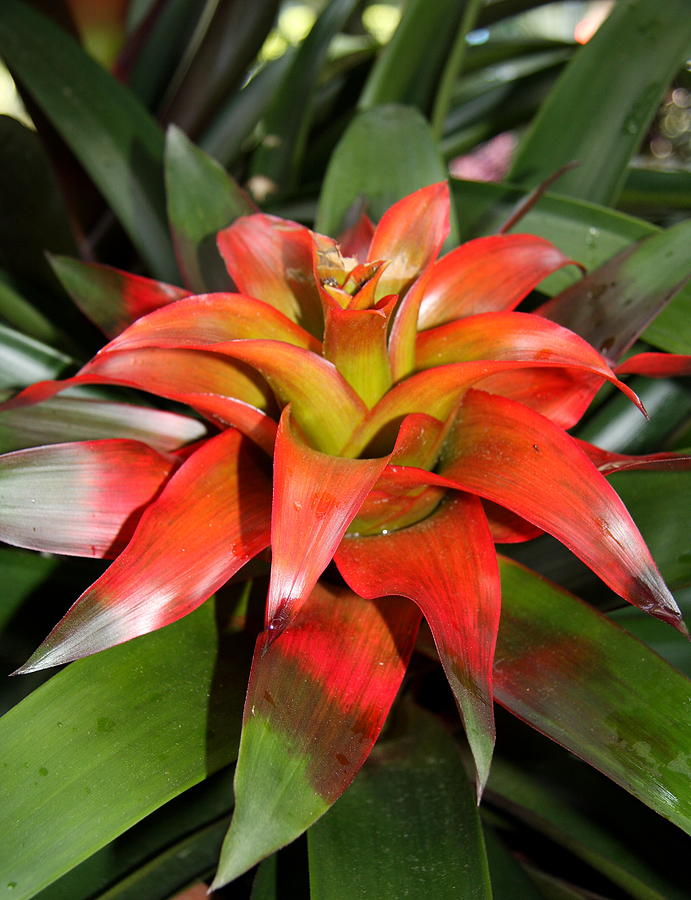Red Bromelia Photograph by Christiane Schulze Art And Photography ...