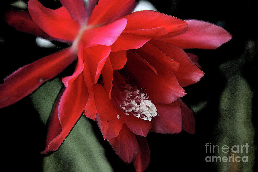 Red Cactus Abstract Photograph by Christiane Schulze Art And Photography
