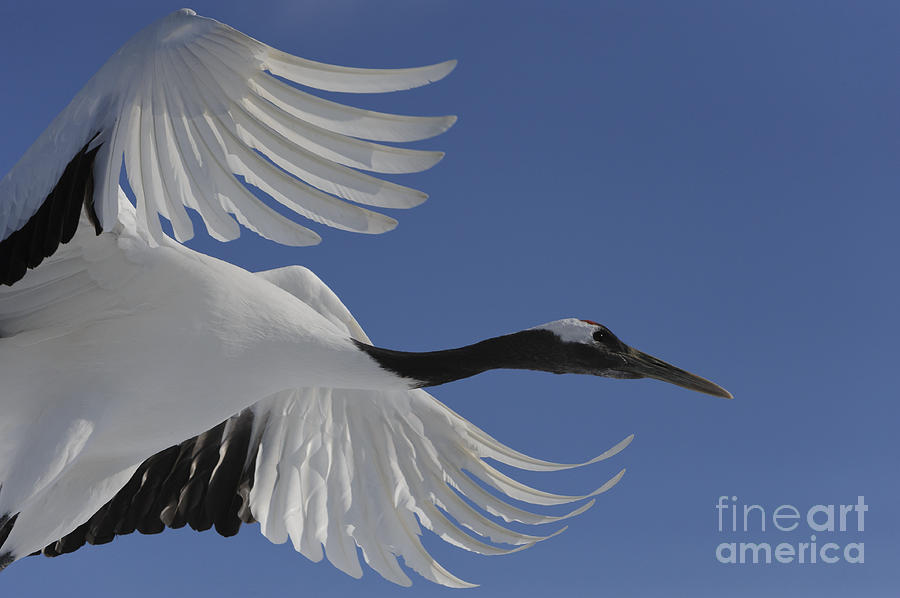 Crane Photograph - Red-crowned Crane #2 by John Shaw
