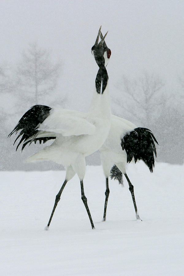 Red-crowned Cranes #2 Photograph by M. Watson