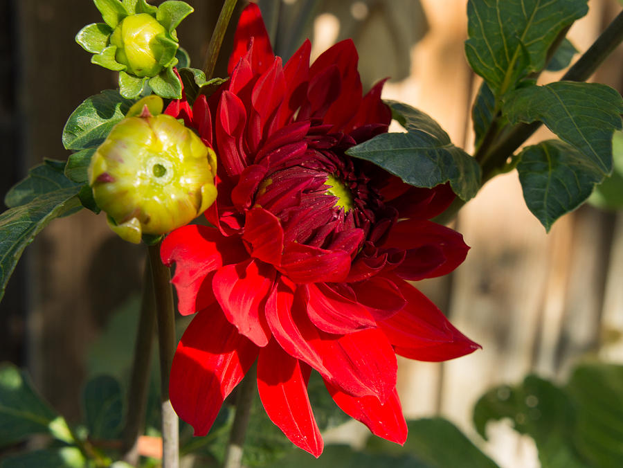 Red Dahlia Photograph by Weir Here And There