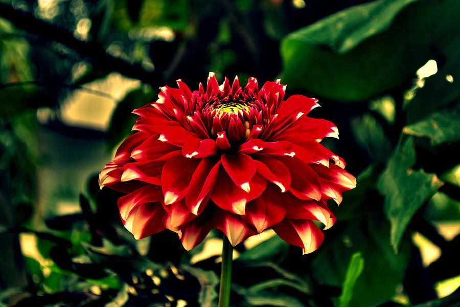 Red Dahlia #3 Photograph by Salman Ravish