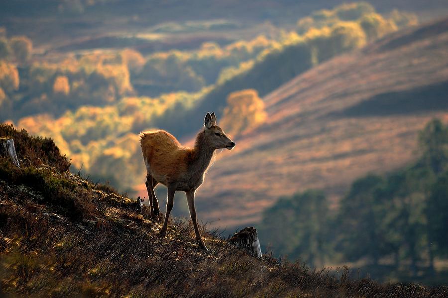 Red deer calf #2 Photograph by Gavin Macrae