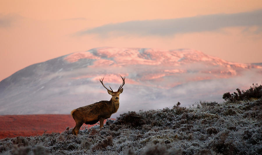 Red deer stag #2 Photograph by Gavin Macrae