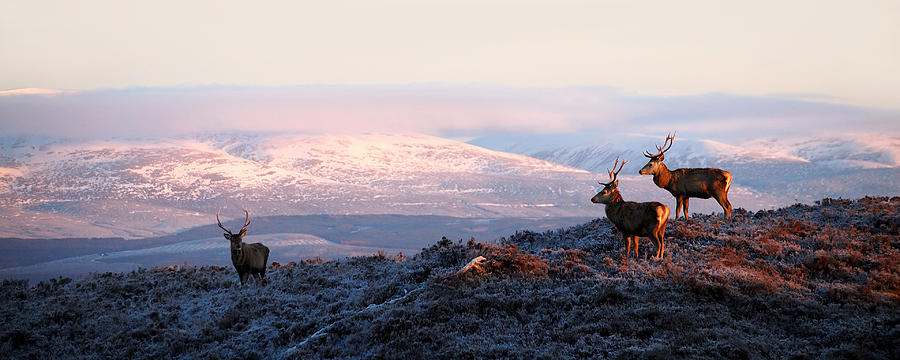 Red deer stags #2 Photograph by Gavin Macrae