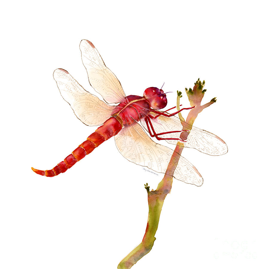 Insects Painting - Red Dragonfly by Amy Kirkpatrick