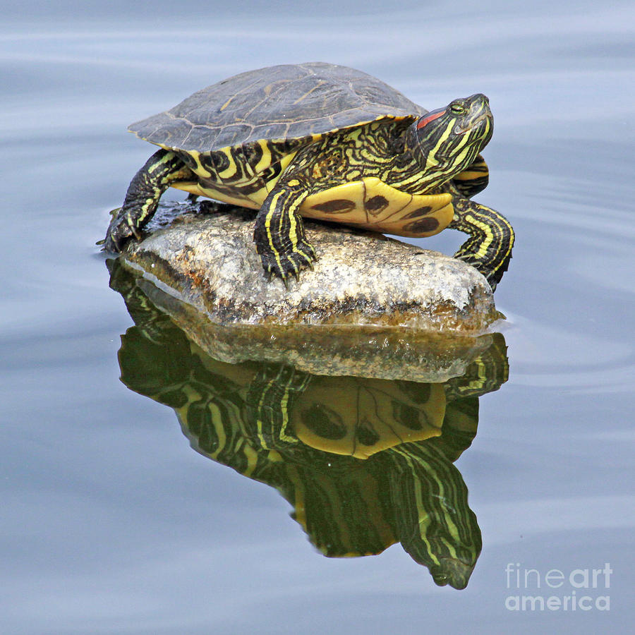 Red Eared Slider Turtles Mirror Image #2 Photograph by Kenny Bosak