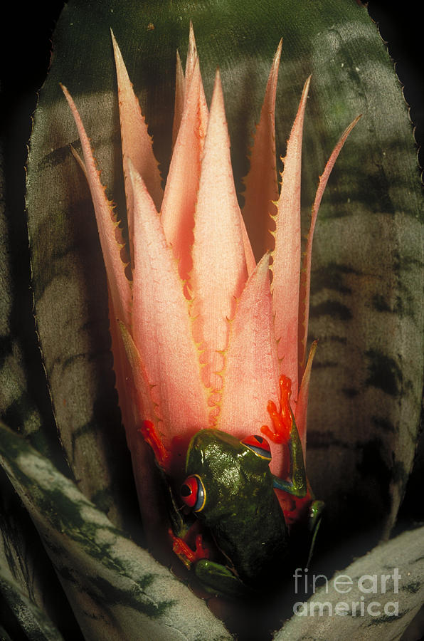 Red-eyed Tree Frog #2 Photograph by Art Wolfe