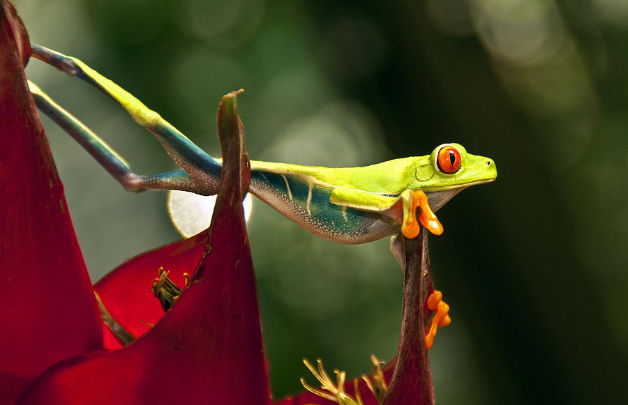 Red eyed tree frog 1 Photograph by Dennis Cox