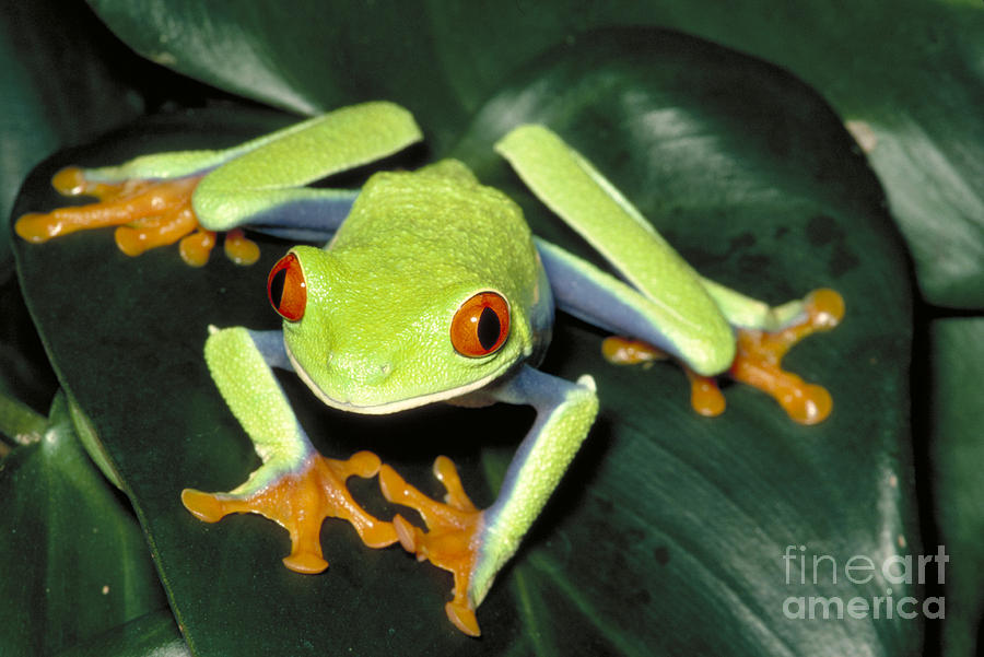 Red Eyed Tree Frog #2 Photograph by Gregory G. Dimijian