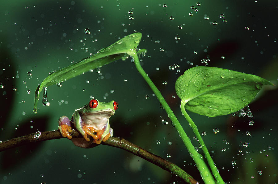 Red-eyed Tree Frog in the Rain Photograph by Michael Durham
