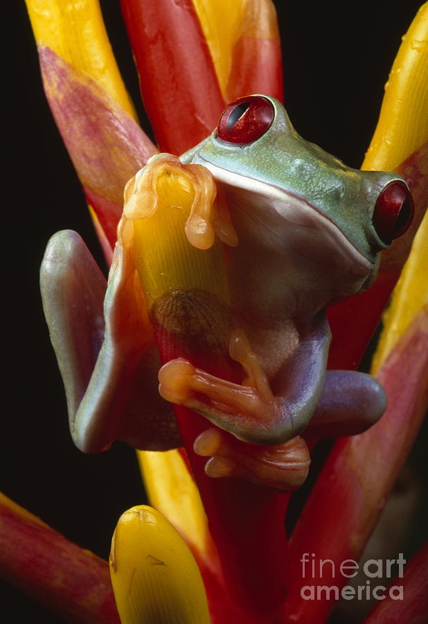 Red-eyed tree frog #2 Photograph by Mark Bowler