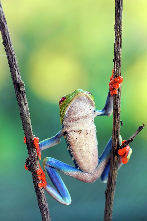 Red-eyed Tree Frog #2 Photograph by Nicolas Reusens