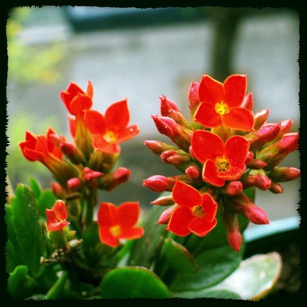 Nature Photograph - #red #flower  #color #colour #colourful #2 by Juan Parafiniuk