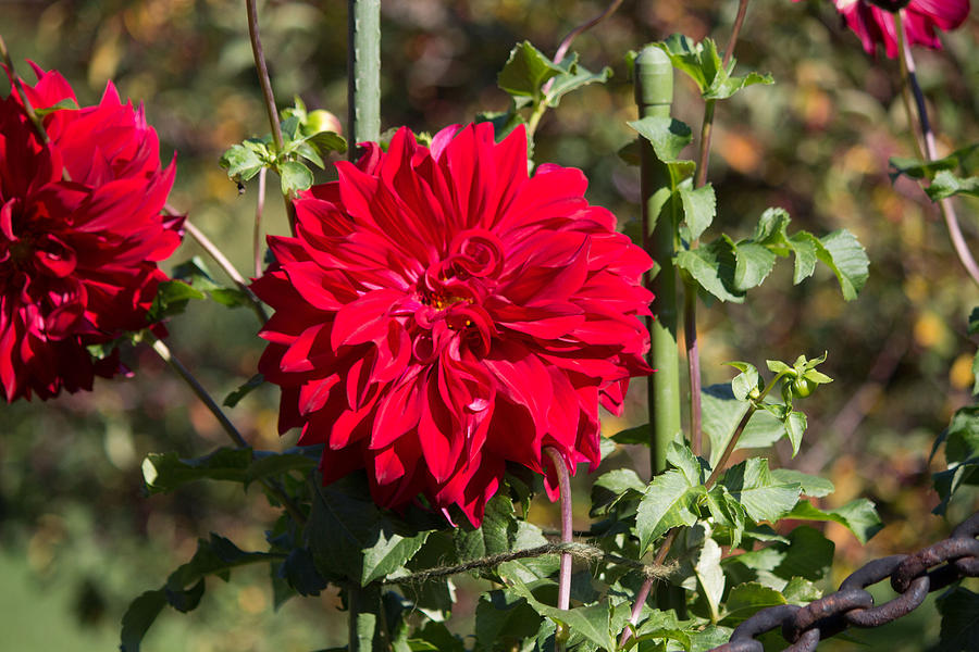 Red Flower #2 Photograph by Susan Jensen