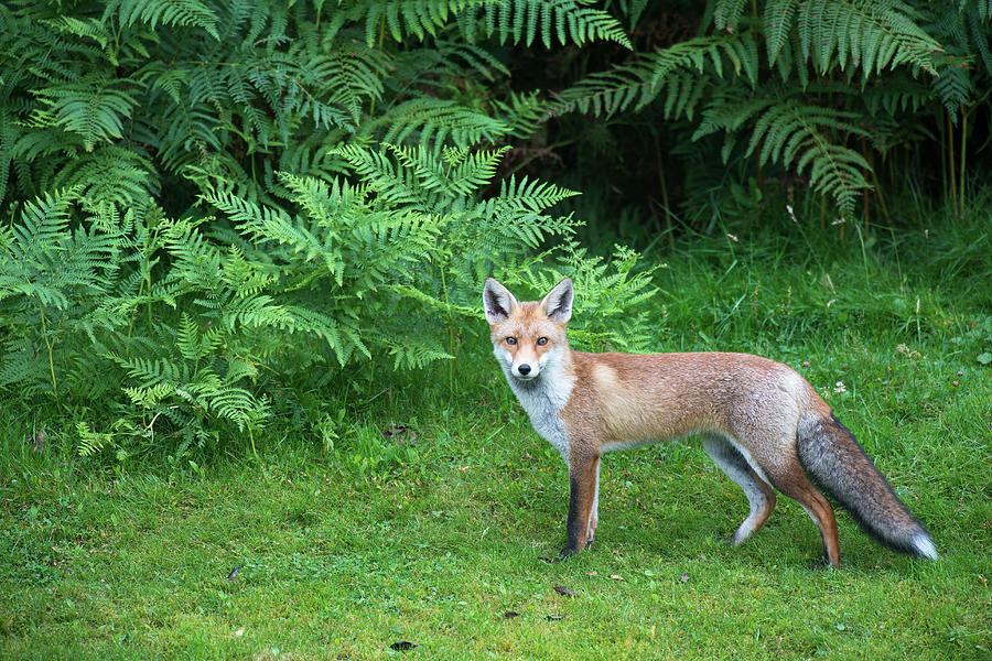 Red Fox At Edge Of Forest #2 Photograph by James Warwick