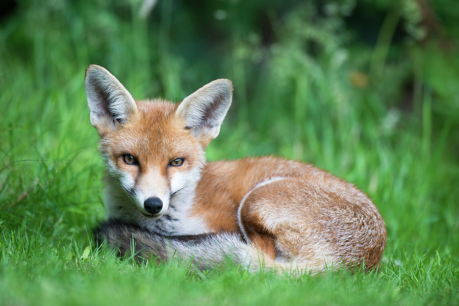Red Fox Cub Portrait #2 Photograph by James Warwick