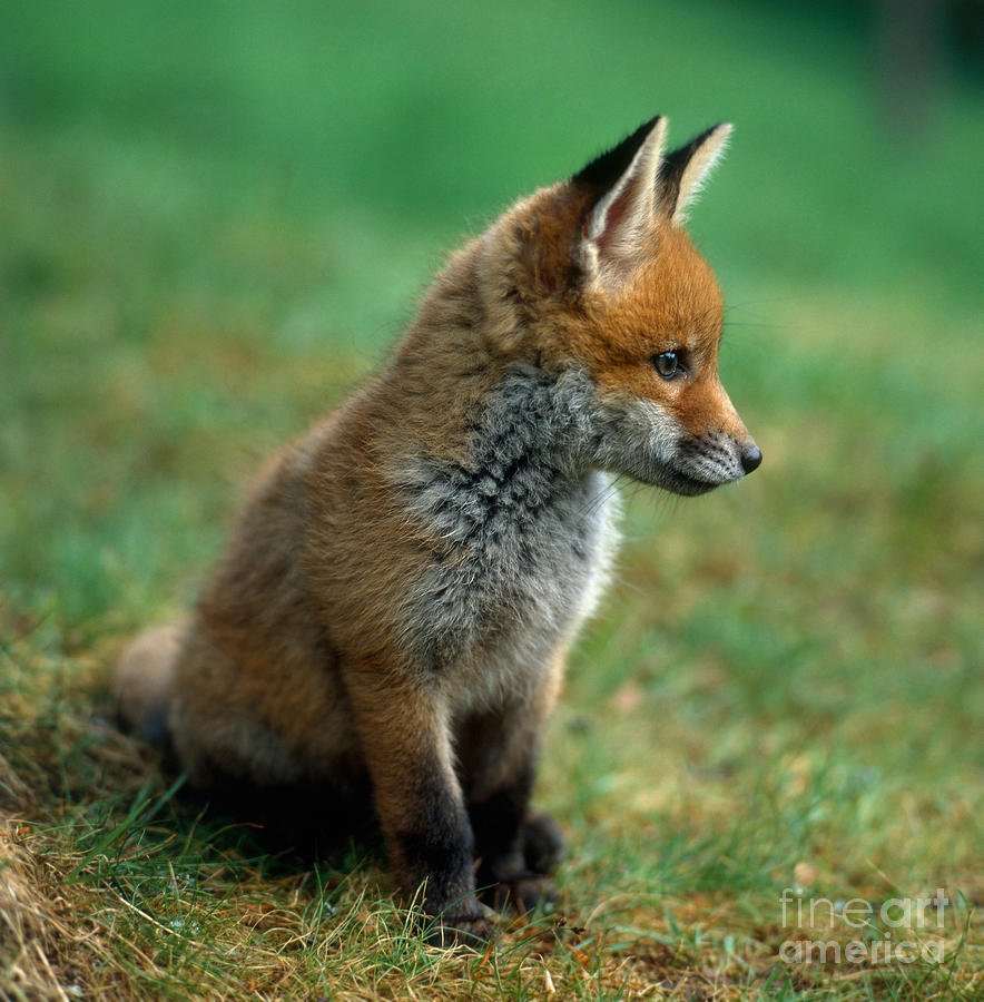 Red Fox #2 Photograph by Hans Reinhard