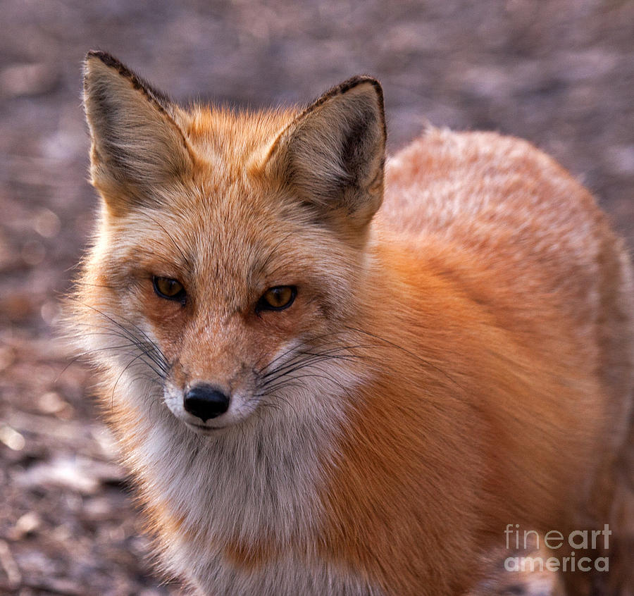 Red Fox in Prospect Park #2 Photograph by Fred Stearns
