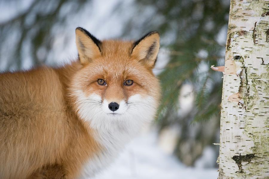 Red Fox In The Snow Photograph by Dr P. Marazzi/science Photo Library ...