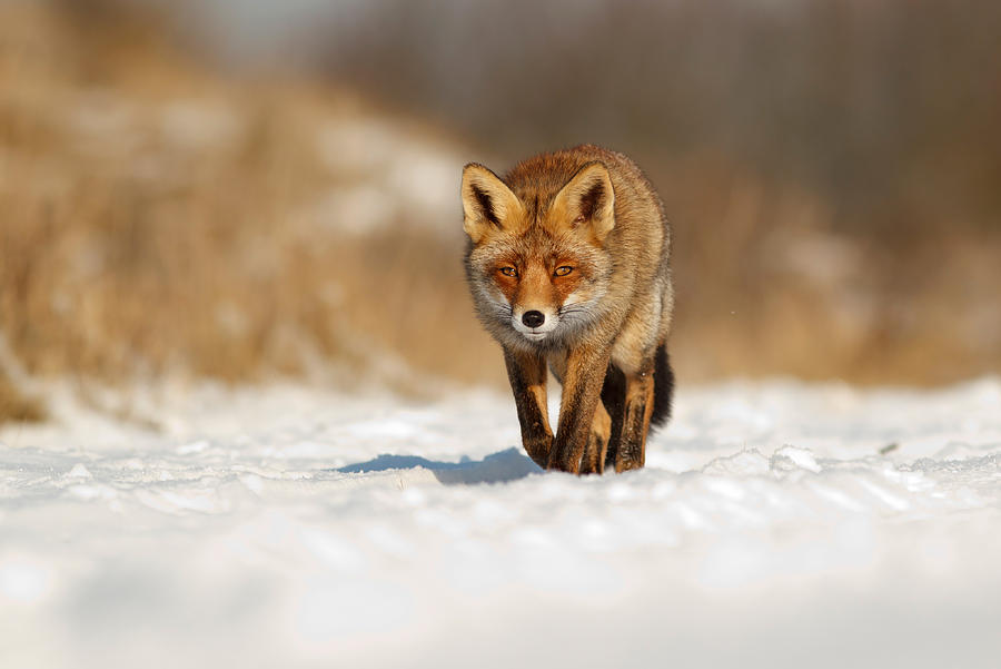 Nature Photograph - Red Fox in the Snow #1 by Roeselien Raimond
