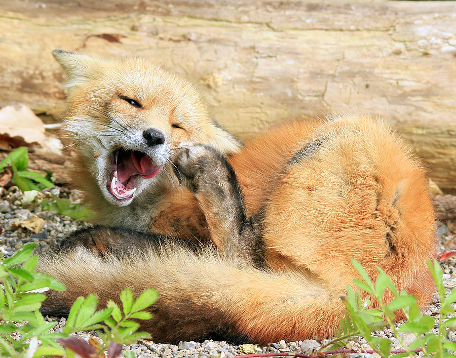 Red Fox Photograph by James Utton - Fine Art America