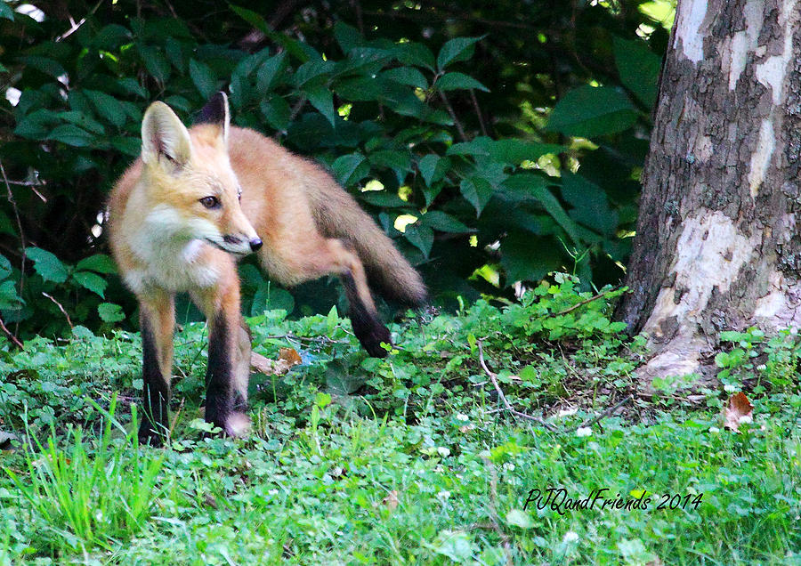 Red Fox Kit #3 Photograph by PJQandFriends Photography