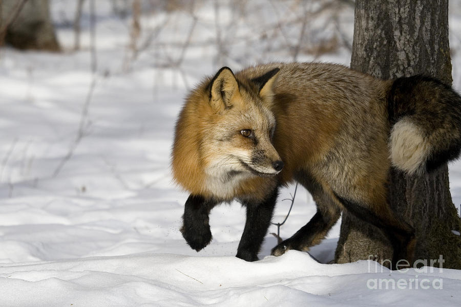 Red Fox #2 Photograph by Linda Freshwaters Arndt