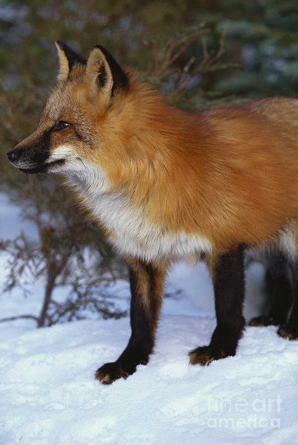 Red Fox Vulpes Vulpes #2 Photograph by Art Wolfe