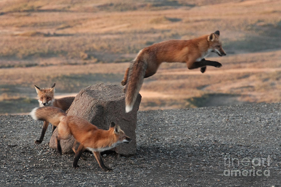 Red Foxes Vulpes Fulva #4 Photograph by Ron Sanford
