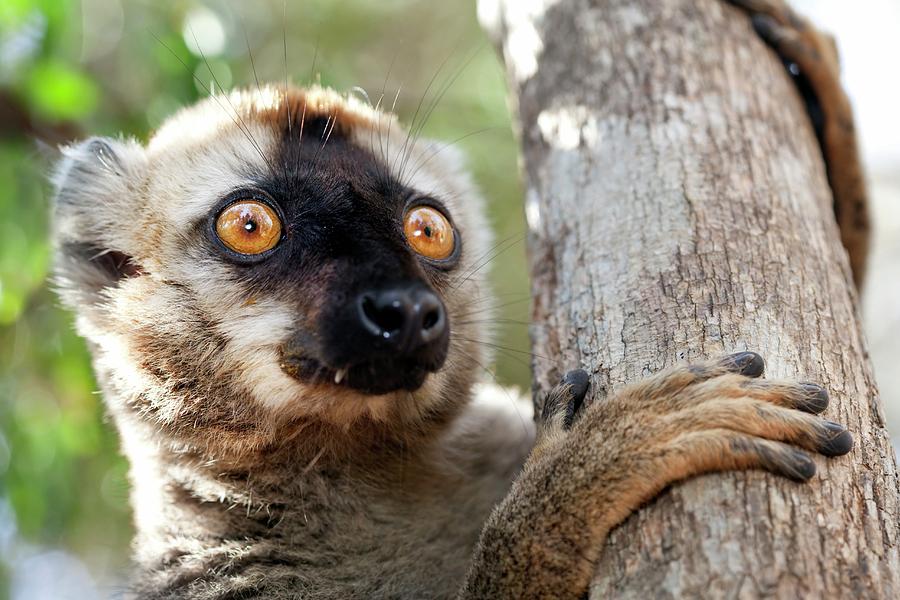 Nature Photograph - Red-fronted Brown Lemur #2 by Alex Hyde